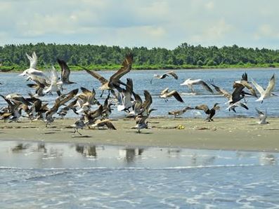 Isla de los pájaros